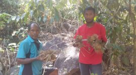 Inilah ubi hutan beracun hasil galian warga untuk dikonsumsi sebagai pengganti jagung dan beras, Selasa (8/9)