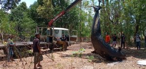 Bangkai Paus Pilot Dikuburkan di Urung Pigang