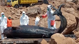 Dokter hewan dan petugas kesehatan.hewan sedang membedah bangkai paus, sebelum dikuburkan di Urung Pigang, Sabtu (3/10)
