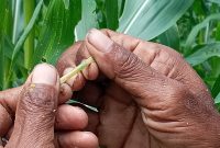 Kristoforus Gaseng menunjukkan ulat grayak pada tanaman jagung, Selasa (12/1)