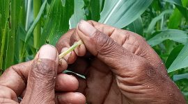 Kristoforus Gaseng menunjukkan ulat grayak pada tanaman jagung, Selasa (12/1)