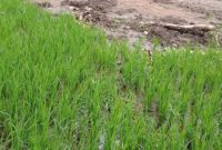 Banjir bandang pekan lalu merendam padi di Desa Tuwa (foto: istimewa)