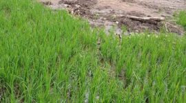 Banjir bandang pekan lalu merendam padi di Desa Tuwa (foto: istimewa)