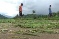 Tanaman pertanian dan perdagangan di Desa Bhera diterjang banjir bandang, Selasa (9/2) (foto: istimewa)
