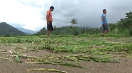 Tanaman pertanian dan perdagangan di Desa Bhera diterjang banjir bandang, Selasa (9/2) (foto: istimewa)