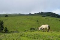 Fulan Fehan di Kecamatan Lamaknen Kabupaten Belu, peraih juara pertama API 2020 pada kategori dataran tinggi (foto: istimewa)
