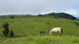 Fulan Fehan di Kecamatan Lamaknen Kabupaten Belu, peraih juara pertama API 2020 pada kategori dataran tinggi (foto: istimewa)
