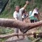Kepala Desa Bu Selatan bersama warga mengevakuasi pohon yang tumbang di wilayah itu, Senin (2/8) (foto: istimewa)