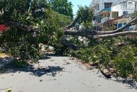 Pohon mangga tumbang di Kelurahan Kota Baru, Minggu (10/10)
