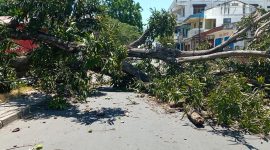 Pohon mangga tumbang di Kelurahan Kota Baru, Minggu (10/10)
