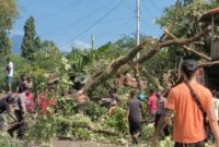 Pohon rita tumbang di Lokara, Senin (10/1) (foto: istimewa)
