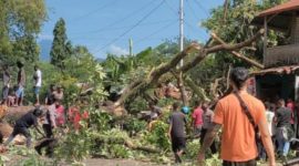 Pohon rita tumbang di Lokara, Senin (10/1) (foto: istimewa)
