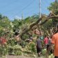 Pohon rita tumbang di Lokara, Senin (10/1) (foto: istimewa)
