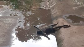 Jasad korban yang ditemukan di kolong jembatan, Kamis (13/1)