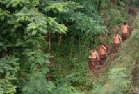 Pelajar SMPN 1 Paga ke sekolah melewati hutan, Jumat (21/1) karena jebolnya jembatan di Dusun Kangarusa Wolowiro