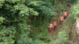 Pelajar SMPN 1 Paga ke sekolah melewati hutan, Jumat (21/1) karena jebolnya jembatan di Dusun Kangarusa Wolowiro