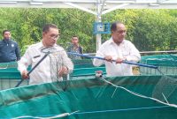 Ketua Partai Nasdem Sikka Romanus Woga panen perdana ikan lele di Nangalimang, Rabu (26/1)
