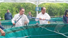 Ketua Partai Nasdem Sikka Romanus Woga panen perdana ikan lele di Nangalimang, Rabu (26/1)
