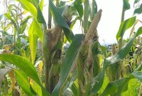 Hama tikus menyerang jagung yang siap panen di Dusun Kampung Baru Kecamatan Talibura (foto: istimewa)
