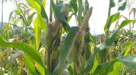 Hama tikus menyerang jagung yang siap panen di Dusun Kampung Baru Kecamatan Talibura (foto: istimewa)