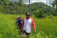 Kepala Dinas Pertanian Kabupaten Sikka Jemmy Sadipun memantau hamparan lahan pertanian yang diserang hama tikus di Talibura, Kamis (17/2) (foto: istimewa)