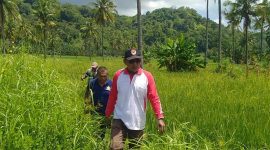 Kepala Dinas Pertanian Kabupaten Sikka Jemmy Sadipun memantau hamparan lahan pertanian yang diserang hama tikus di Talibura, Kamis (17/2) (foto: istimewa)