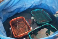 Wadah yang digunakan untuk budidaya kepiting lunak