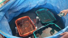 Wadah yang digunakan untuk budidaya kepiting lunak