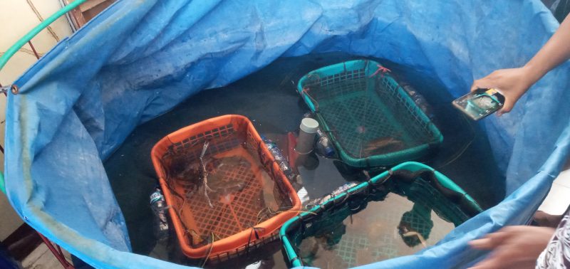 Wadah yang digunakan untuk budidaya kepiting lunak