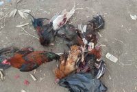 Barang bukti ayam yang diamankan polisi dari lokasi judi sabung ayam, Minggu (21/8) (foto: istimewa)