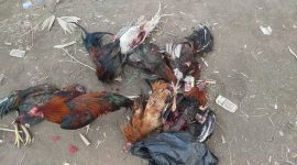 Barang bukti ayam yang diamankan polisi dari lokasi judi sabung ayam, Minggu (21/8) (foto: istimewa)