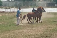 Kuda peserta lomba sedang mencoba arena balapa di lapangan Gelora Samador da Cunha Maumere, Kamis (27/10)