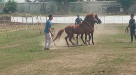 Kuda peserta lomba sedang mencoba arena balapa di lapangan Gelora Samador da Cunha Maumere, Kamis (27/10)