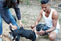 Vaksinasi anjing di Kabupaten Sikka beberapa waktu lalu