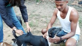 Vaksinasi anjing di Kabupaten Sikka beberapa waktu lalu