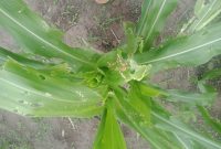 Hama ulat grayak menyerang tanaman jagung di Kabupaten Sikka (foto: istimewa)