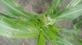 Hama ulat grayak menyerang tanaman jagung di Kabupaten Sikka (foto: istimewa)