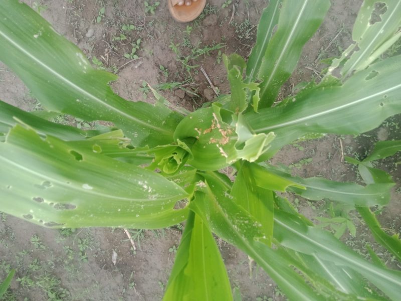 Hama ulat grayak menyerang tanaman jagung di Kabupaten Sikka (foto: istimewa)