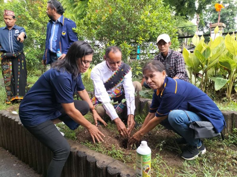 Pengurus Partai Nasdem Sikka menanam pohon di lingkungan sekolah sebagai simbol dari restorasi lingkungan yang diinisiasi Julie Laiskodat, Jumat (3/2)