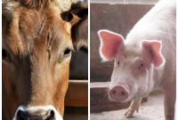 Kolase ternak sapi dan babi