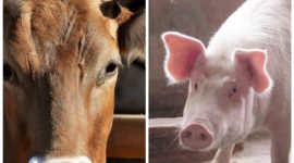 Kolase ternak sapi dan babi