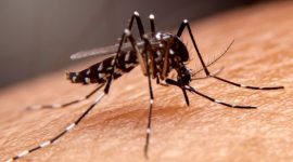 Nyamuk aedes aegypti, penyebab penyakit DBD