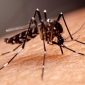 Nyamuk aedes aegypti, penyebab penyakit DBD