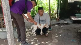 Petugas Vaksonator Dinas Pertanian Sikka melalulam vaksinasi anjing di Desa Nele Urung, Senin (25/3)