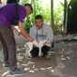 Petugas Vaksonator Dinas Pertanian Sikka melalulam vaksinasi anjing di Desa Nele Urung, Senin (25/3)