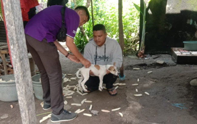 Petugas Vaksonator Dinas Pertanian Sikka melalulam vaksinasi anjing di Desa Nele Urung, Senin (25/3)