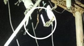 Ulat blarat (dalam lingkaran) tergantung di gardu SDN Contoh Maumere, Selasa (16/4)  