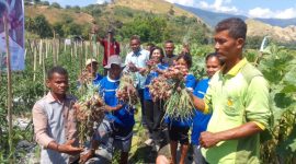 Petani di Desa Kolisia B panen bawang disaksikan Fasilitator Astrea Indonesia Voni Francis, Sabtu (18/5)