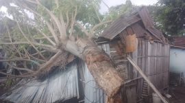 Pohon reo tumbang menindih rumah warga di Kelurahan Kabor, Sabtu (16/11)