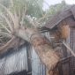 Pohon reo tumbang menindih rumah warga di Kelurahan Kabor, Sabtu (16/11)